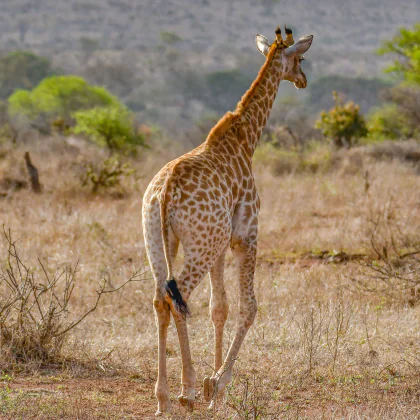 Giraffe